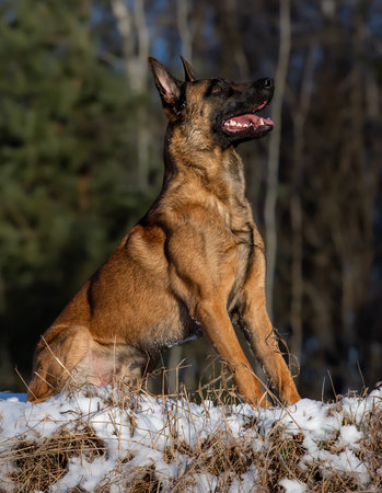 Belgian Shepherd Malinois sitting in the snow and looking at the camera