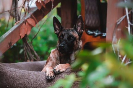 Belgian Malinois: The Watchful Guardian in Natureの写真素材