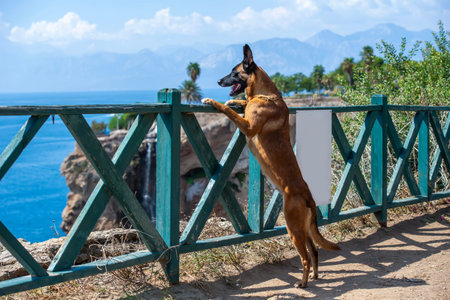 Belgian shepherd dog overlooking coastal landscapeの写真素材