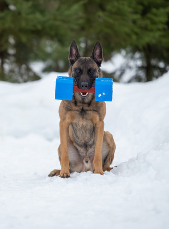 Belgian Malinois with Blue Dumbbell in Snowの写真素材
