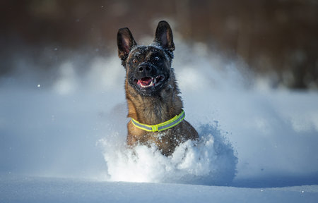 Belgian shepherd Malinois Bursting Through Snow