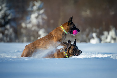 Two Belgian shepherd Malinois Play Fight in Snow