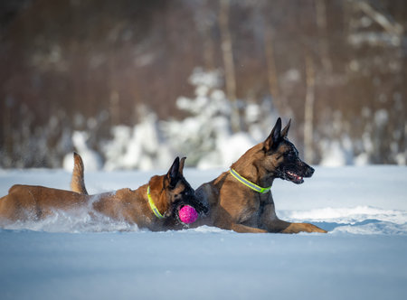 Two Belgian shepherd Malinois Play Fight in Snow