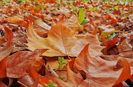 Dry leaves in Autumnの写真素材