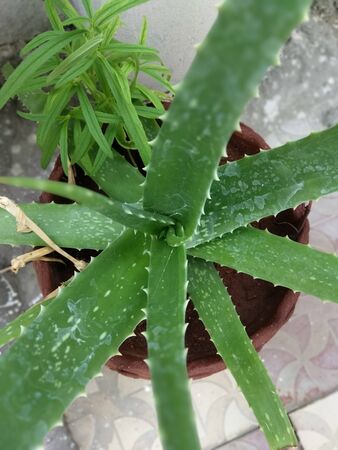 Amazing aloe vera green plant natureの写真素材