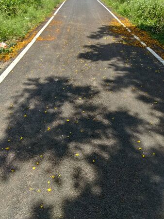 Black Asphalt Road surface texture background outdoor forestの写真素材