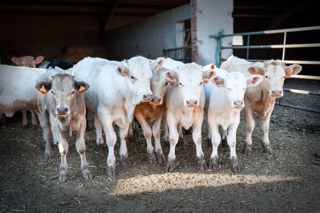 heads of bovine cattle within rural farmの写真素材