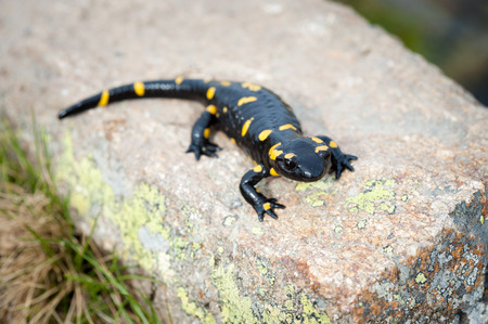 salamander of black with yellow pigments on rockの写真素材