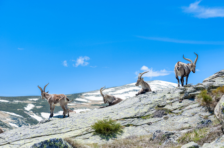 goat resting on the top of the mountain
の写真素材