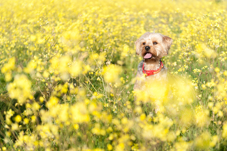 Yorkshire Terrier in the field with poppies and yellow rapeseed in the foreground
の写真素材