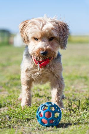Yorkshire Terrier in the field with poppies and yellow rapeseed in the foreground
の写真素材