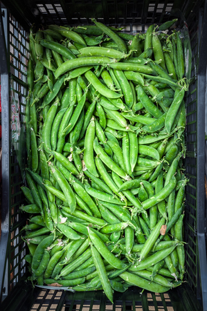 Green vegetables isolated from the background in the foregroundの写真素材