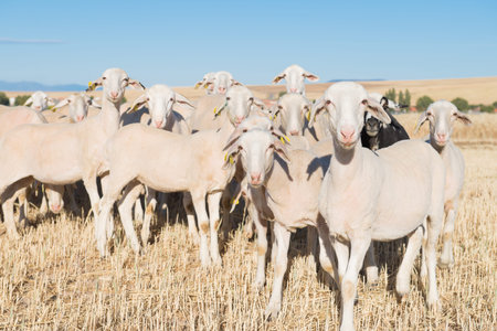 Sheep grazing in fields of mowed wheat with his shepherd and dog