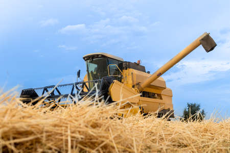 grain collection through mealic processes and in the light of the dayの写真素材