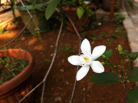 White jasmine in the morningの素材