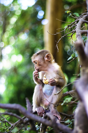 The young monkeyの写真素材