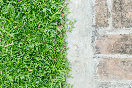 Grass and brick street split backgroundの写真素材