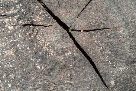 Tree cross section texture