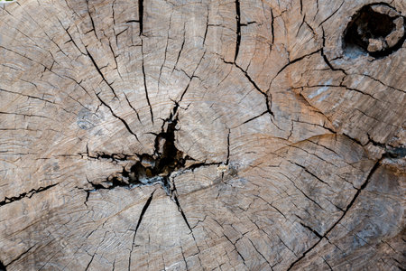 Tree cross section textureの写真素材