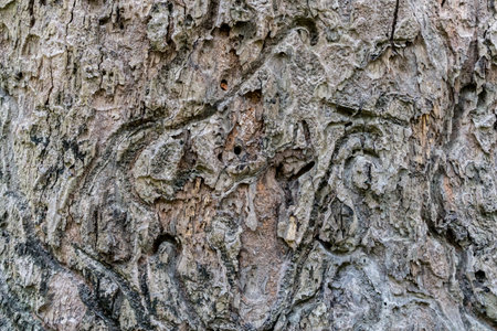 Old Tree bark texture