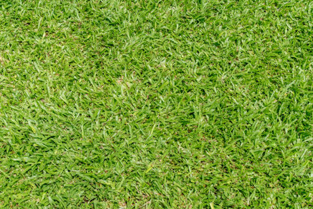 Green grass texture background