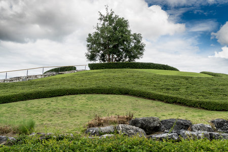 Green grass hill in the parkの写真素材