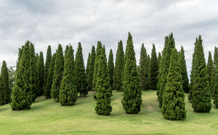 Pine trees on slope of green grassの写真素材