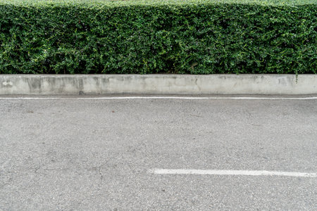 Green hedge fence and asphalt roadの写真素材