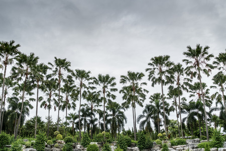 Rock garden with coconut trees with cloudy backgroundの写真素材