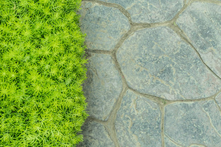 Concrete floor and green fresh plantの写真素材