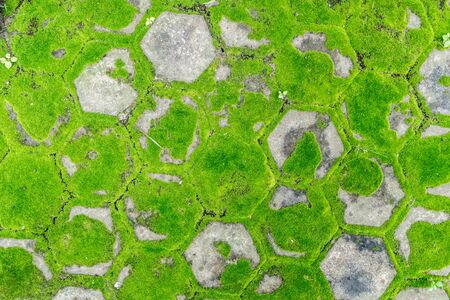 Concrete block floor with green mossの写真素材