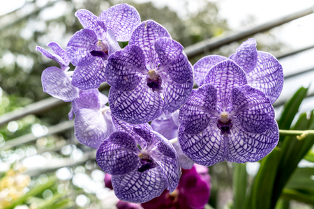 Purple orchid with green leaves blurred backgroundの写真素材