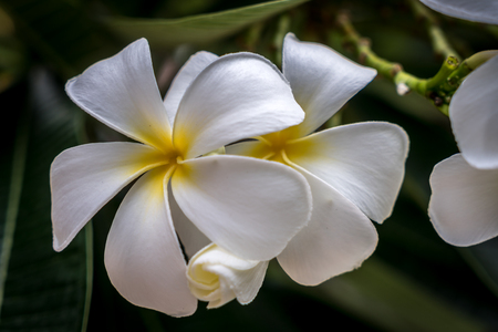 Plumeria flowers with green leaves backgroundの写真素材