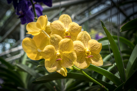 Orange orchid with green leaves blurred backgroundの写真素材