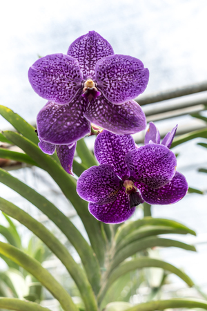 Purple orchid with green leaves blurred backgroundの写真素材