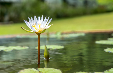 White lotus flower with yellow pollen in pondの写真素材