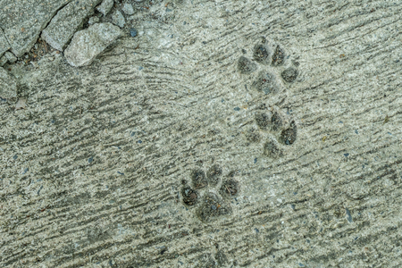 Dog foot print on concrete floorの写真素材