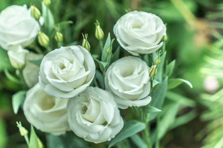 Lisianthus, White flower on green leaves backgroundの写真素材