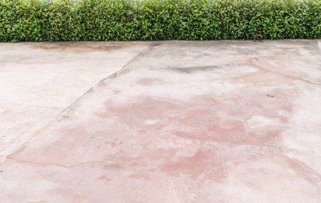 Green leaves wall with concrete floorの写真素材