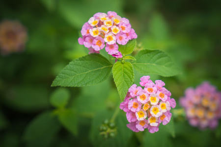 Pink flowers in gardenの写真素材