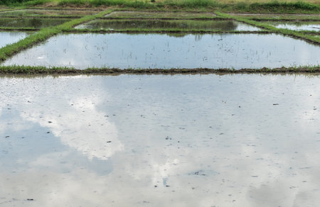 Water in empty paddy fieldの写真素材