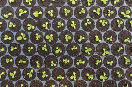 Sapling of vegetable in black plastic bowlの写真素材