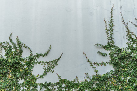 White concrete wall with green leaves plants