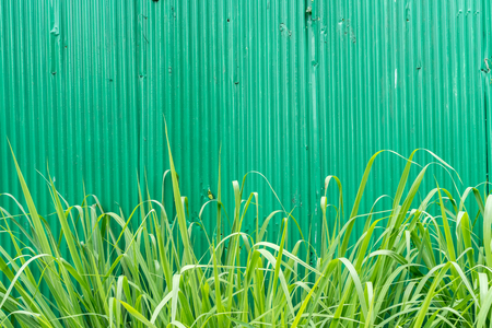 Green corrugated metal sheet with thatchedの写真素材