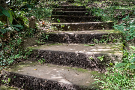 Aged Concrete staircase in the forest