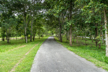Asphalt country road with green trees