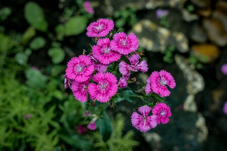 Pink flowers on green plants backgroundの写真素材