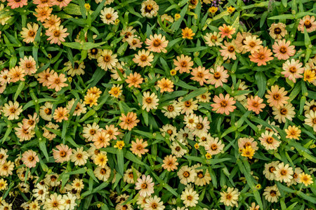 Coral flowers on green leaves background