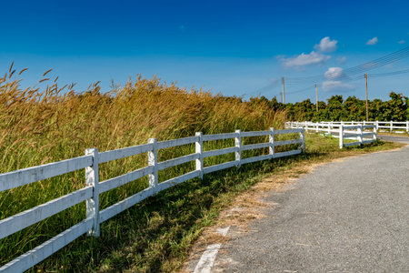 Asphalt road with white fence in the farmの写真素材