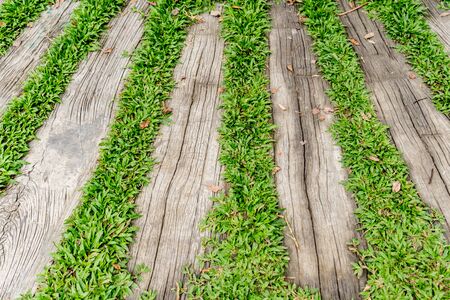 Old wood pathway with green grass in the parkの写真素材